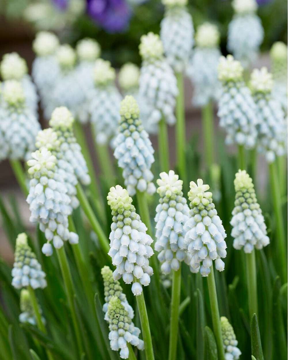 Muscari 'Esther'